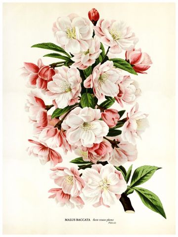 RB Botanical - Malus baccata