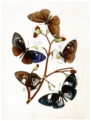 RB Botanical - Butterflies