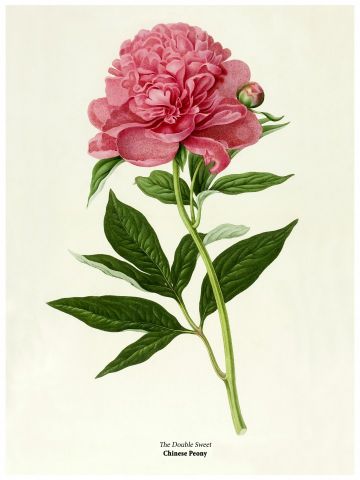 RB Botanical - Chinese peony