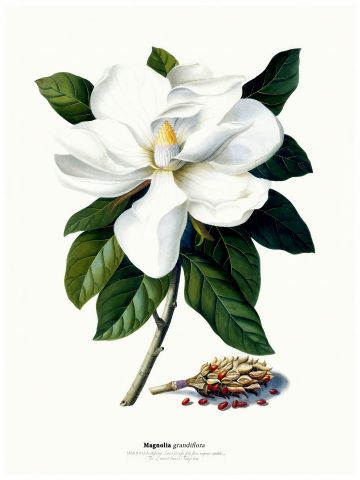 RB Botanical - Magnolia Grandiflora