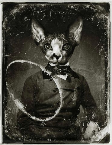Sphynx Kat
