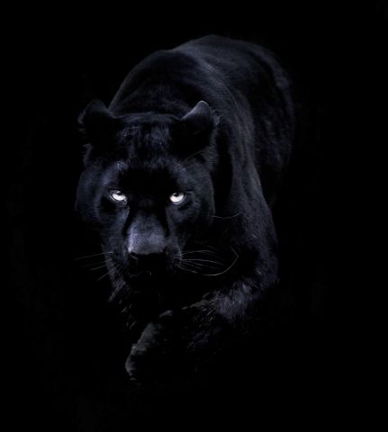 Black Panther