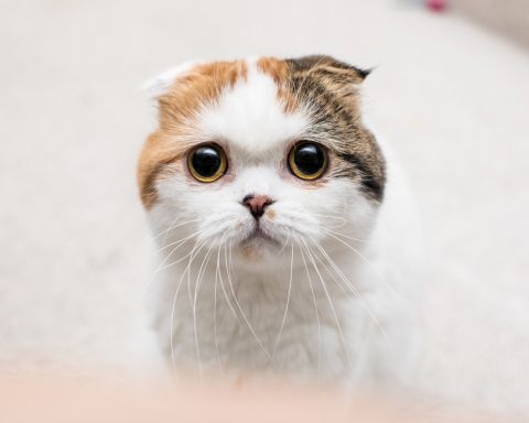 kitten