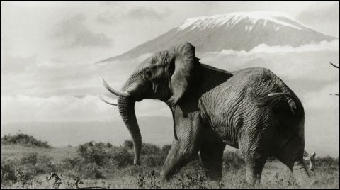 Elephant