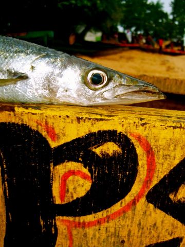Fish